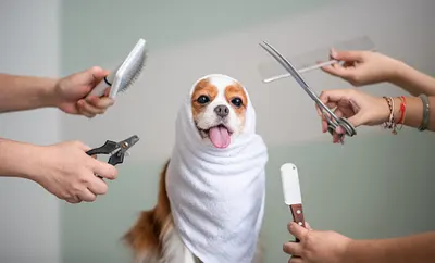 Cat&Dog Style Salon Strzyżenia i Pielęgnacji Zwierząt